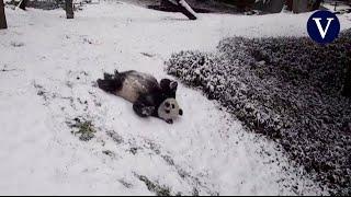 Unos osos pandas juegan en la nieve mientras una tormenta invernal cubre la capital de EE.UU.