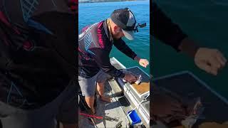 [LIVE recording] Easter Sunday workup fishing with my younger bro Far North NZ 2024