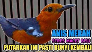 ANIS MERAH MANA SAJA PASTI NGRESPON DAN IKUT BUNYI PUTARKAN VIDEO INI