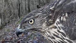 Nothern Goshawk  (Accipiter gentilis) / Habicht  - Germany / Eifel  17.12.2017