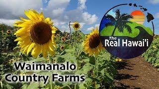 The Real Hawaii: Waimanalo Country Farms