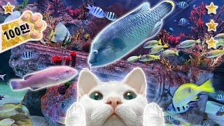 Video for cats 11Hours고양이가 좋아하는 영상 11시간물고기/열대어/하프음악/빗소리/힐링영상/고양이예능(Fish/Harp/Relaxing)(외출용ver.)