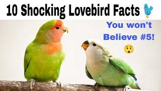 10 Amazing Facts About Lovebirds You Didn’t Know | Fascinating Bird Facts