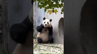 FUBAO was startled  #cute #funny #pandalove #shortsvideo #animals #pandafans