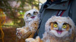 Amazing Funny Owls  Cute and Funny Owls Playing (Full) [Funny Pets]