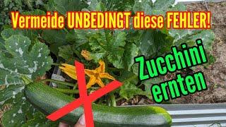 Zucchini ernten: Fast ALLE machen jetzt diese FEHLER - So Zucchini richtig ernten