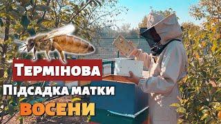 100% спосіб заміни матки перед зимою