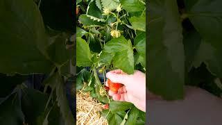 Клубничное поле