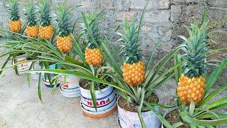 No need for a garden - Growing pineapple fruit at home gives unexpected yield