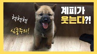 2개월만에 처음 본 강아지 웃음 | 진돗개계피 | Korean Jindo Dog