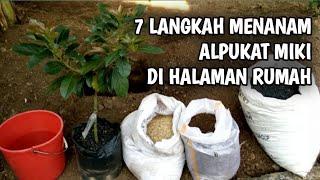 7 LANGKAH MENANAM ALPUKAT MIKI DI HALAMAN RUMAH