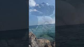Кефаль на Чёрном море. Сезон 2025 #fishing #рыбалка #catching #кефаль #mullet #blacksea #черноеморе