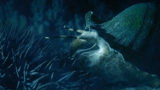 A giant snail is eating a poisonous starfish!