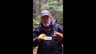 Paul Stamets finds Chicken of the Woods