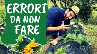 Coltivare ZUCCHINE: 3 errori da non fare