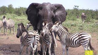 Watch Beautiful Elephant And Zebra Friendship