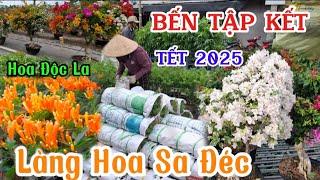 Làng Hoa Sa Đéc 2025 Điểm Tập Kết Hoa Kiểng Tấp Nập Vận Chuyển Hoa lên Xe