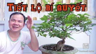 Tiết lộ bí quyết cho cây hoa giấy | Bonsai và làm vườn