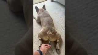 French bulldog fart