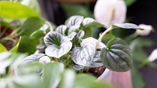 Peperomia Frost (Silver Frost Peperomia) Houseplant Care & Growing Guide - Plant Mom Care