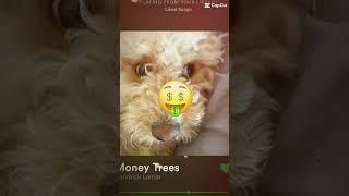 Money tree with Murphy