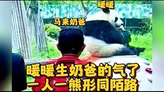 Dad came from Malaysia to see it, but the giant panda Nuannuan ignored him！痛心！暖暖生马来奶爸的气了，也不理奶爸了。