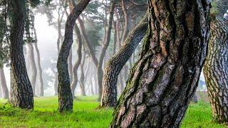 4K 안개 몽환적인 소나무 숲 A Collection of Korean Pine Trees