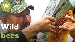 Traditional harvest of Burzyan honey | The Master of Bees (Russia)