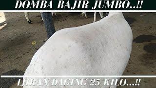 Domba Bajir Super Jumbo..! Ada Di Pasar..!