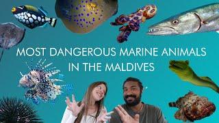 Most Dangerous Marine Life in The Maldives!