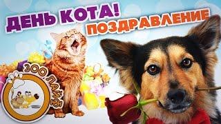 День кота! Поздравление всем любителям кошек и котов! Кот. Кошка. Котёнок.