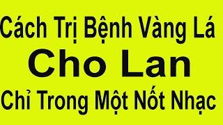 Cách Chữa Vàng Lá Cho Lan Khỏi Ngay Lập Tức / Hoa Lan