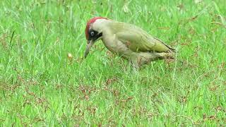 Green Woodpecker feeding on ants in Richmond Park