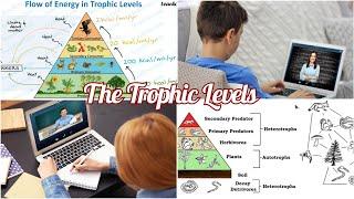 TROPHIC LEVEL | GRADE 7 ENVIRONMENTAL SCIENCE