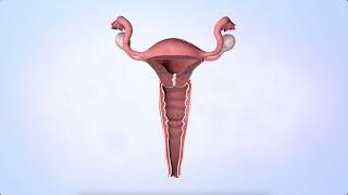 Menstrual Cycle: A Brief Definition