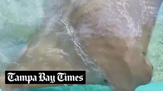 After riding out Milton at Trop, stingrays relocate to Florida Aquarium