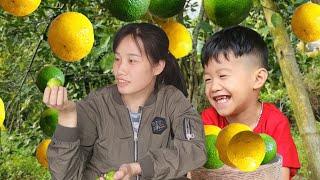 Harvesting reserved forest Lemons - Cooking - Living with nature | Quan Kim Lien