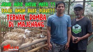 TIPS DAN TRIK RAWAT DOMBA SAKIT‼️PETERNAKAN DOMBA MAJENANG - INI DIA CARANYA ?? #af72new