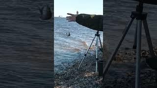 Рыба его мечты  #рыбалка #fishing