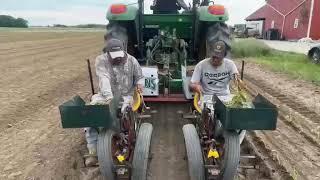 Planting Sweet Potatoes using Sweet Potato "Slips"