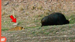 Look What Happened When This Tiger Messed with a Gaur..It Got Defeated