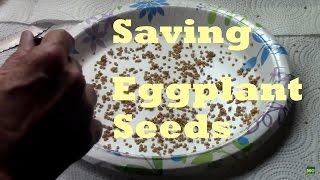 Harvesting and Saving Eggplant Seeds. Easy to DIY in minutes.