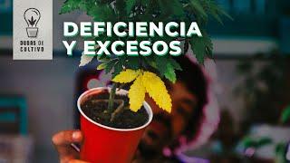 DEFICIENCIAS Y EXCESOS EN EL CULTIVO DE CANNABIS