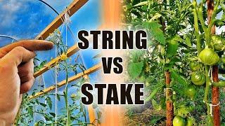 Best Way To Trellis Tomatoes - String Trellis Tomatoes VS Tomato Stakes