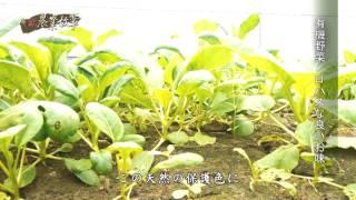 高雄農業物語館-野菜