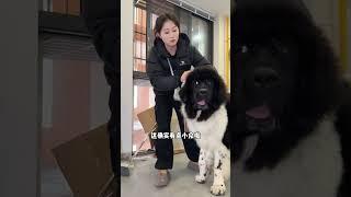 上门遛120斤的“巨型黑面犬”，出门竟然被小物种吓出“人样”了！#萌寵 #pets #animals