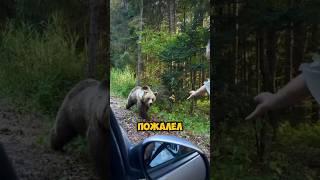 Покормил медведя и пожалел #shorts #животные #жизнь
