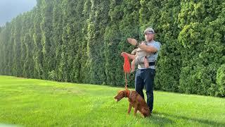 Bird dog training VIZSLA - Nixie