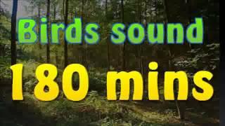 Sound of nature - birds song (no music) 180 mins