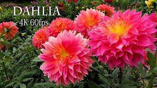 【4K DAHLIA 】The dahlias have finally come into full bloom in TOKYO #60fps  #dahlia